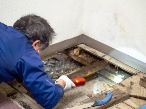 San Diego, CA Mold Removal Company