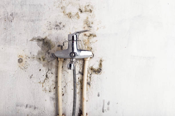 Best Black Mold Removal  in San Diego, CA