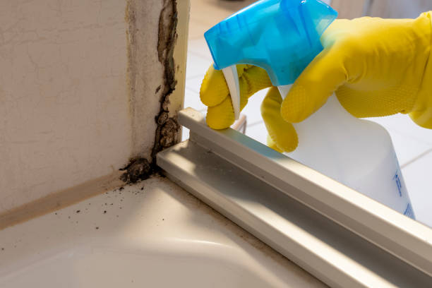 Best Toxic Mold Removal  in San Diego, CA