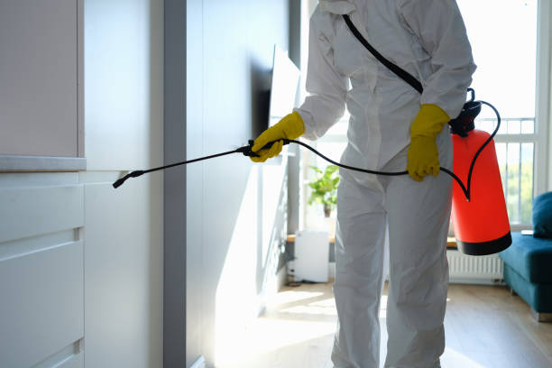 Best Mold Removal and Inspection  in San Diego, CA
