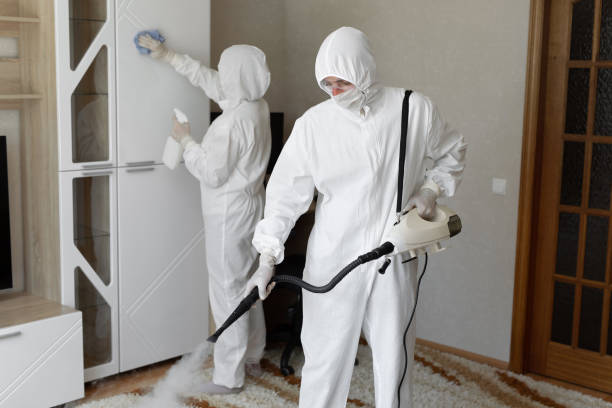 Best Attic Mold Removal  in San Diego, CA