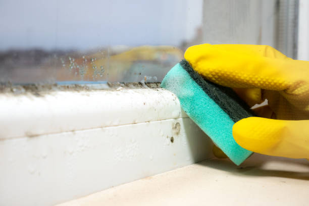 Best Certified Mold Removal  in San Diego, CA