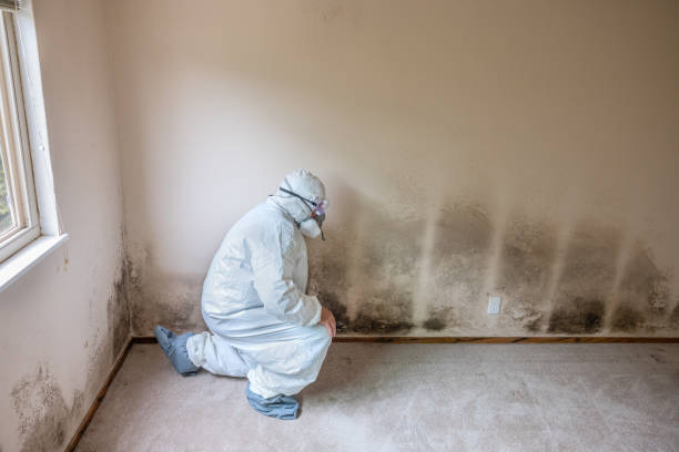 Reliable San Diego, CA Mold Removal Solutions