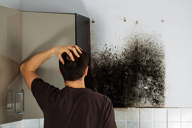 Best Mold Removal and Inspection  in San Diego, CA