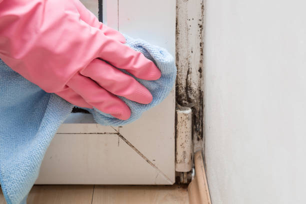 Best Same-Day Mold Removal  in San Diego, CA